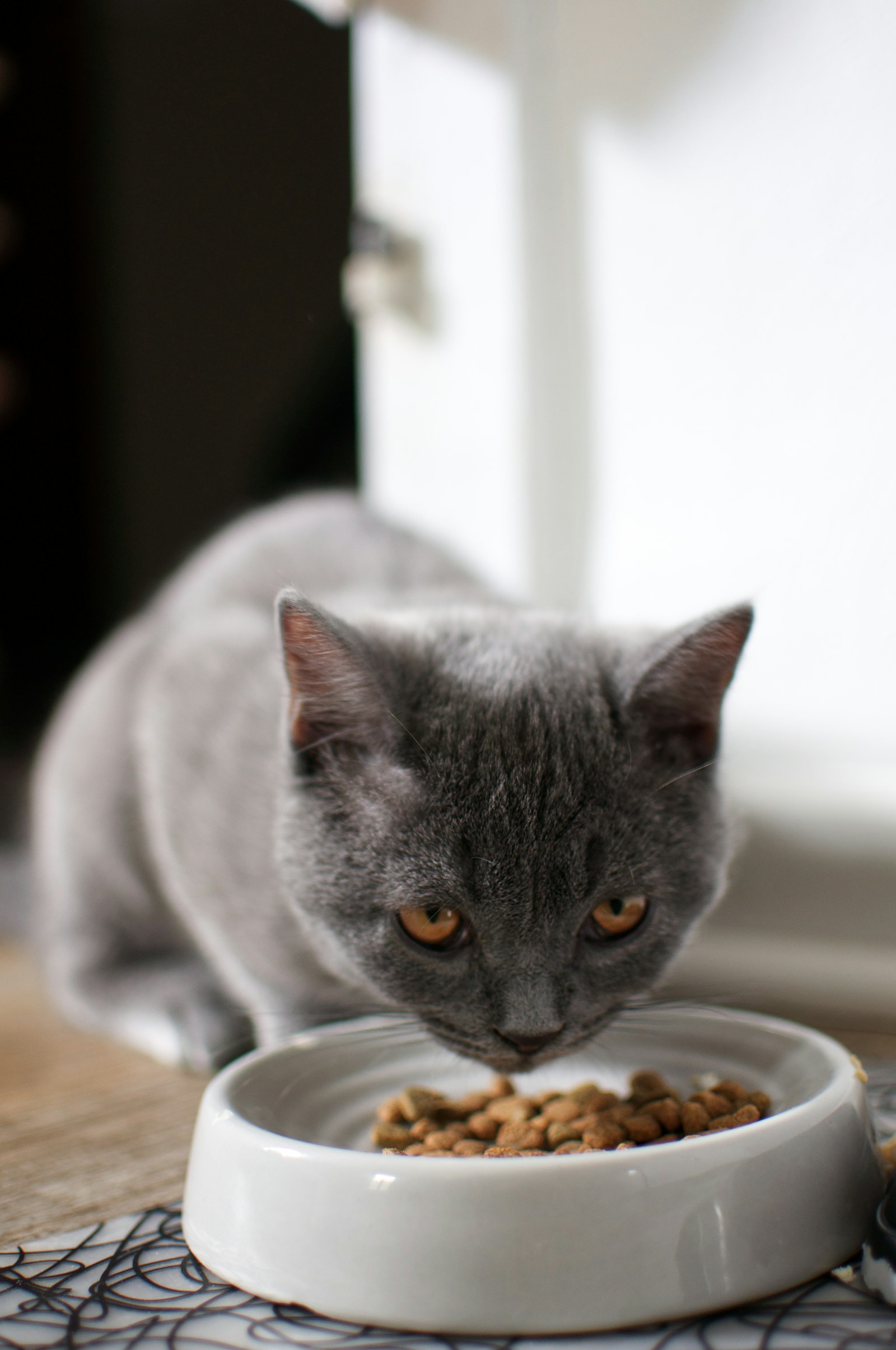 灰貓正在享用白瓷碗中的飼料