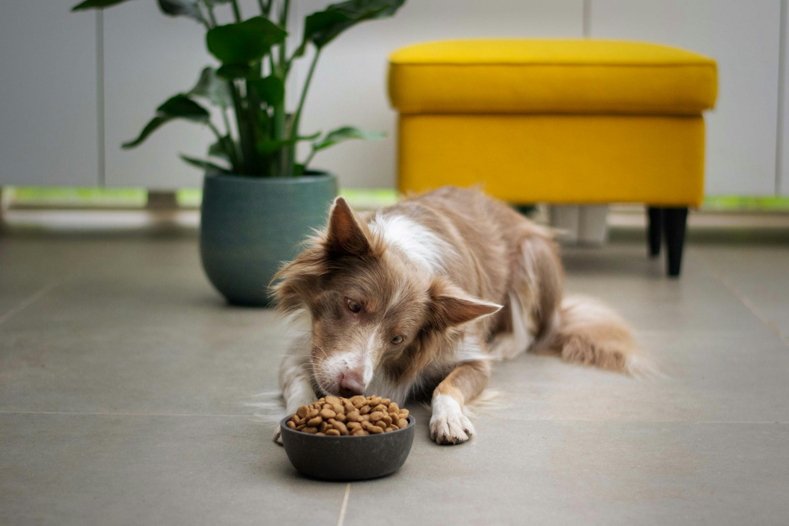 邊境牧羊犬與深色陶瓷碗